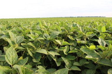 Soya fasulyesi tarlası (Glicine max). Soya fasulyesi ya da soya fasulyesi olarak da adlandırılan soya fasulyesi, bezelye ailesinin yıllık baklası (Fabaceae) ve yenilebilir tohumu.. 