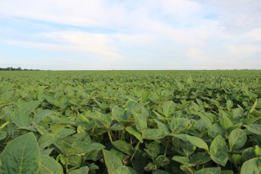 Soya fasulyesi tarlası (Glicine max). Soya fasulyesi ya da soya fasulyesi olarak da adlandırılan soya fasulyesi, bezelye ailesinin yıllık baklası (Fabaceae) ve yenilebilir tohumu.. 