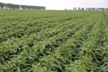Soya fasulyesi tarlası (Glicine max). Soya fasulyesi ya da soya fasulyesi olarak da adlandırılan soya fasulyesi, bezelye ailesinin yıllık baklası (Fabaceae) ve yenilebilir tohumu.. 