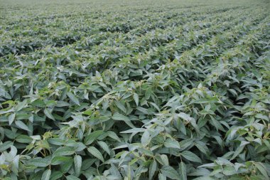 Soya fasulyesi tarlası (Glicine max). Soya fasulyesi ya da soya fasulyesi olarak da adlandırılan soya fasulyesi, bezelye ailesinin yıllık baklası (Fabaceae) ve yenilebilir tohumu.. 