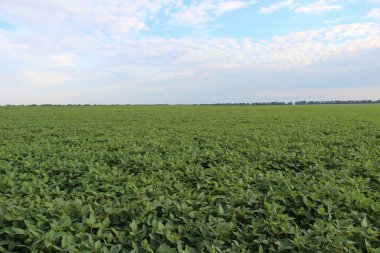 Soya fasulyesi tarlası (Glicine max). Soya fasulyesi ya da soya fasulyesi olarak da adlandırılan soya fasulyesi, bezelye ailesinin yıllık baklası (Fabaceae) ve yenilebilir tohumu.. 