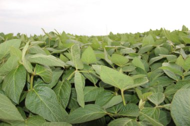 Soya fasulyesi tarlası (Glicine max). Soya fasulyesi ya da soya fasulyesi olarak da adlandırılan soya fasulyesi, bezelye ailesinin yıllık baklası (Fabaceae) ve yenilebilir tohumu.. 