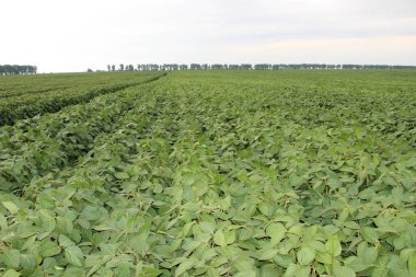 Soya fasulyesi tarlası (Glicine max). Soya fasulyesi ya da soya fasulyesi olarak da adlandırılan soya fasulyesi, bezelye ailesinin yıllık baklası (Fabaceae) ve yenilebilir tohumu.. 