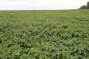 Soya fasulyesi tarlası (Glicine max). Soya fasulyesi ya da soya fasulyesi olarak da adlandırılan soya fasulyesi, bezelye ailesinin yıllık baklası (Fabaceae) ve yenilebilir tohumu.. 