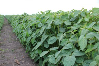 Soya fasulyesi tarlası (Glicine max). Soya fasulyesi ya da soya fasulyesi olarak da adlandırılan soya fasulyesi, bezelye ailesinin yıllık baklası (Fabaceae) ve yenilebilir tohumu.. 