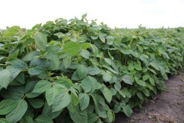 Soya fasulyesi tarlası (Glicine max). Soya fasulyesi ya da soya fasulyesi olarak da adlandırılan soya fasulyesi, bezelye ailesinin yıllık baklası (Fabaceae) ve yenilebilir tohumu.. 