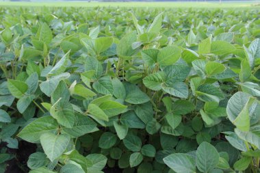 Soya fasulyesi tarlası (Glicine max). Soya fasulyesi ya da soya fasulyesi olarak da adlandırılan soya fasulyesi, bezelye ailesinin yıllık baklası (Fabaceae) ve yenilebilir tohumu.. 