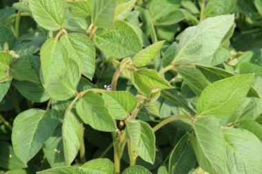 Soya fasulyesi tarlası (Glicine max). Soya fasulyesi ya da soya fasulyesi olarak da adlandırılan soya fasulyesi, bezelye ailesinin yıllık baklası (Fabaceae) ve yenilebilir tohumu.. 
