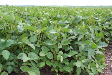 Soya fasulyesi tarlası (Glicine max). Soya fasulyesi ya da soya fasulyesi olarak da adlandırılan soya fasulyesi, bezelye ailesinin yıllık baklası (Fabaceae) ve yenilebilir tohumu.. 