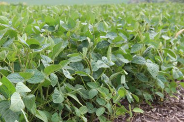 Soya fasulyesi tarlası (Glicine max). Soya fasulyesi ya da soya fasulyesi olarak da adlandırılan soya fasulyesi, bezelye ailesinin yıllık baklası (Fabaceae) ve yenilebilir tohumu.. 