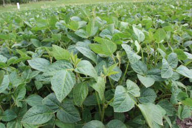 Soya fasulyesi tarlası (Glicine max). Soya fasulyesi ya da soya fasulyesi olarak da adlandırılan soya fasulyesi, bezelye ailesinin yıllık baklası (Fabaceae) ve yenilebilir tohumu.. 