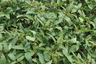 Soya fasulyesi tarlası (Glicine max). Soya fasulyesi ya da soya fasulyesi olarak da adlandırılan soya fasulyesi, bezelye ailesinin yıllık baklası (Fabaceae) ve yenilebilir tohumu.. 