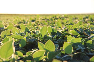 Soya fasulyesi tarlası (Glicine max). Soya fasulyesi ya da soya fasulyesi olarak da adlandırılan soya fasulyesi, bezelye ailesinin yıllık baklası (Fabaceae) ve yenilebilir tohumu.. 