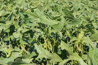 Soya fasulyesi tarlası (Glicine max). Soya fasulyesi ya da soya fasulyesi olarak da adlandırılan soya fasulyesi, bezelye ailesinin yıllık baklası (Fabaceae) ve yenilebilir tohumu.. 