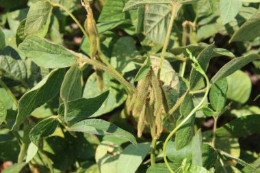 Soya fasulyesi tarlası (Glicine max). Soya fasulyesi ya da soya fasulyesi olarak da adlandırılan soya fasulyesi, bezelye ailesinin yıllık baklası (Fabaceae) ve yenilebilir tohumu.. 