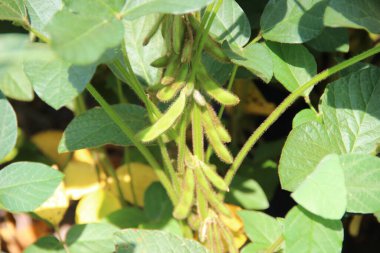 Soya fasulyesi tarlası (Glicine max). Soya fasulyesi ya da soya fasulyesi olarak da adlandırılan soya fasulyesi, bezelye ailesinin yıllık baklası (Fabaceae) ve yenilebilir tohumu.. 