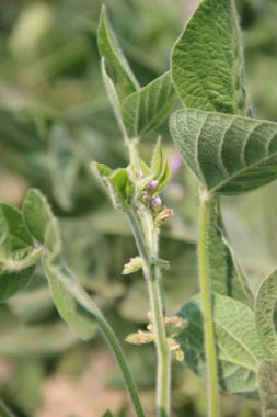 Soya fasulyesi tarlası (Glicine max). Soya fasulyesi ya da soya fasulyesi olarak da adlandırılan soya fasulyesi, bezelye ailesinin yıllık baklası (Fabaceae) ve yenilebilir tohumu.. 