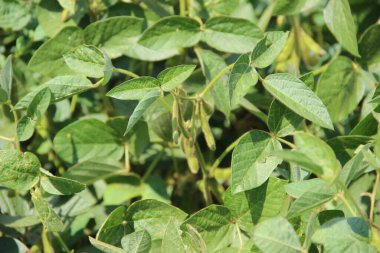 Soya fasulyesi tarlası (Glicine max). Soya fasulyesi ya da soya fasulyesi olarak da adlandırılan soya fasulyesi, bezelye ailesinin yıllık baklası (Fabaceae) ve yenilebilir tohumu.. 