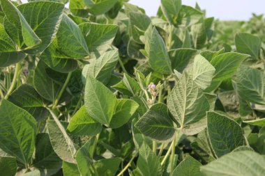 Soya fasulyesi tarlası (Glicine max). Soya fasulyesi ya da soya fasulyesi olarak da adlandırılan soya fasulyesi, bezelye ailesinin yıllık baklası (Fabaceae) ve yenilebilir tohumu.. 