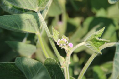Soya fasulyesi tarlası (Glicine max). Soya fasulyesi ya da soya fasulyesi olarak da adlandırılan soya fasulyesi, bezelye ailesinin yıllık baklası (Fabaceae) ve yenilebilir tohumu.. 