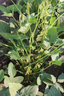 Soya fasulyesi tarlası (Glicine max). Soya fasulyesi ya da soya fasulyesi olarak da adlandırılan soya fasulyesi, bezelye ailesinin yıllık baklası (Fabaceae) ve yenilebilir tohumu.. 