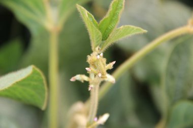 Soya fasulyesi tarlası (Glicine max). Soya fasulyesi ya da soya fasulyesi olarak da adlandırılan soya fasulyesi, bezelye ailesinin yıllık baklası (Fabaceae) ve yenilebilir tohumu.. 