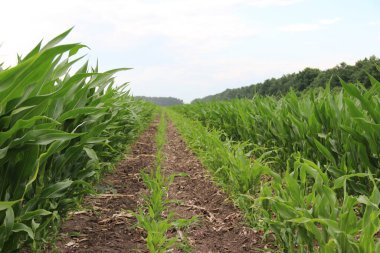 Mısır tarlası (Zea mays). Darı tüm dünyada yaygın olarak yetiştirilir ve her yıl diğer tahıllardan daha fazla mısır üretilir..