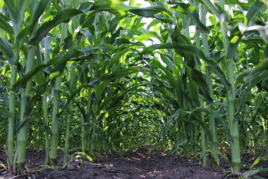 Mısır tarlası (Zea mays). Darı tüm dünyada yaygın olarak yetiştirilir ve her yıl diğer tahıllardan daha fazla mısır üretilir..
