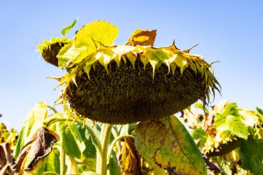 Ayçiçeği (Helianthus annuus) çiçeği. Çiçek açmadan önce, ayçiçeği bitkileri fotosentez için daha fazla güneş ışığı elde etmek amacıyla gün boyunca güneşe doğru eğilirler..