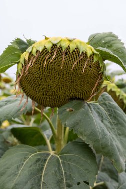 Ayçiçeği (Helianthus annuus) çiçeği. Çiçek açmadan önce, ayçiçeği bitkileri fotosentez için daha fazla güneş ışığı elde etmek amacıyla gün boyunca güneşe doğru eğilirler..