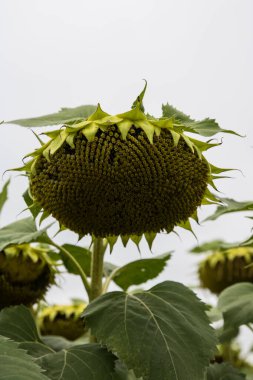 Ayçiçeği (Helianthus annuus) çiçeği. Çiçek açmadan önce, ayçiçeği bitkileri fotosentez için daha fazla güneş ışığı elde etmek amacıyla gün boyunca güneşe doğru eğilirler..