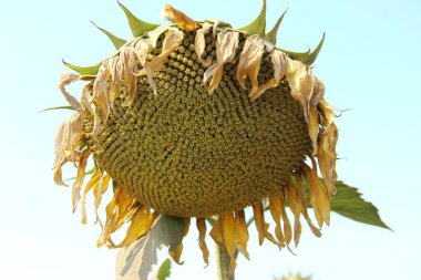 Ayçiçeği (Helianthus annuus) çiçeği. Çiçek açmadan önce, ayçiçeği bitkileri fotosentez için daha fazla güneş ışığı elde etmek amacıyla gün boyunca güneşe doğru eğilirler..