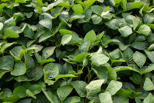 Soya fasulyesi tarlası (Glicine max). Soya fasulyesi ya da soya fasulyesi olarak da adlandırılan soya fasulyesi, bezelye ailesinin yıllık baklası (Fabaceae) ve yenilebilir tohumu.. 