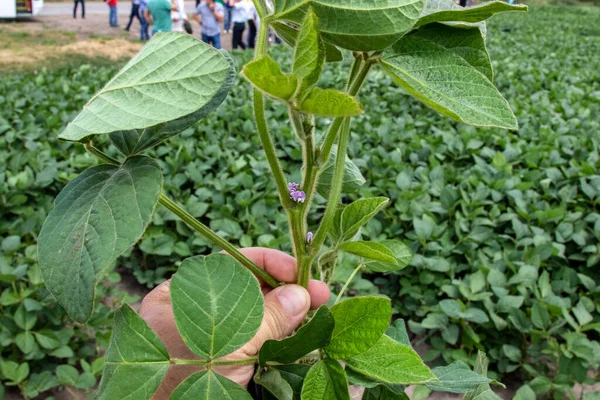Soya fasulyesi tarlası (Glicine max). Soya fasulyesi ya da soya fasulyesi olarak da adlandırılan soya fasulyesi, bezelye ailesinin yıllık baklası (Fabaceae) ve yenilebilir tohumu.. 