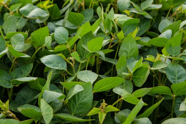 Soya fasulyesi tarlası (Glicine max). Soya fasulyesi ya da soya fasulyesi olarak da adlandırılan soya fasulyesi, bezelye ailesinin yıllık baklası (Fabaceae) ve yenilebilir tohumu.. 