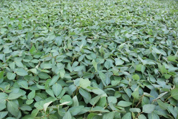 Soya fasulyesi tarlası (Glicine max). Soya fasulyesi ya da soya fasulyesi olarak da adlandırılan soya fasulyesi, bezelye ailesinin yıllık baklası (Fabaceae) ve yenilebilir tohumu.. 