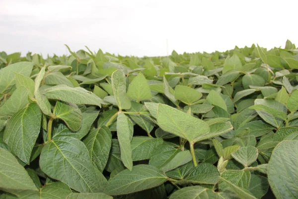 Soya fasulyesi tarlası (Glicine max). Soya fasulyesi ya da soya fasulyesi olarak da adlandırılan soya fasulyesi, bezelye ailesinin yıllık baklası (Fabaceae) ve yenilebilir tohumu.. 