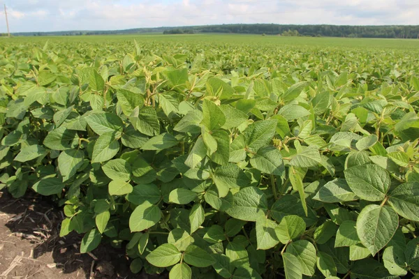 Soya fasulyesi tarlası (Glicine max). Soya fasulyesi ya da soya fasulyesi olarak da adlandırılan soya fasulyesi, bezelye ailesinin yıllık baklası (Fabaceae) ve yenilebilir tohumu.. 