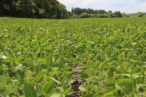 Soya fasulyesi tarlası (Glicine max). Soya fasulyesi ya da soya fasulyesi olarak da adlandırılan soya fasulyesi, bezelye ailesinin yıllık baklası (Fabaceae) ve yenilebilir tohumu.. 