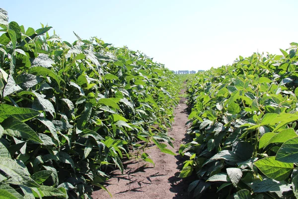 Soya fasulyesi tarlası (Glicine max). Soya fasulyesi ya da soya fasulyesi olarak da adlandırılan soya fasulyesi, bezelye ailesinin yıllık baklası (Fabaceae) ve yenilebilir tohumu.. 