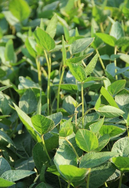 Soya fasulyesi tarlası (Glicine max). Soya fasulyesi ya da soya fasulyesi olarak da adlandırılan soya fasulyesi, bezelye ailesinin yıllık baklası (Fabaceae) ve yenilebilir tohumu.. 