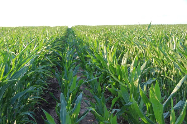 Mısır tarlası (Zea mays). Darı tüm dünyada yaygın olarak yetiştirilir ve her yıl diğer tahıllardan daha fazla mısır üretilir..