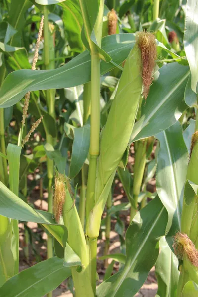 Mısır tarlası (Zea mays). Darı tüm dünyada yaygın olarak yetiştirilir ve her yıl diğer tahıllardan daha fazla mısır üretilir..