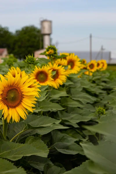 Ayçiçeği (Helianthus annuus) çiçeği. Çiçek açmadan önce, ayçiçeği bitkileri fotosentez için daha fazla güneş ışığı elde etmek amacıyla gün boyunca güneşe doğru eğilirler..
