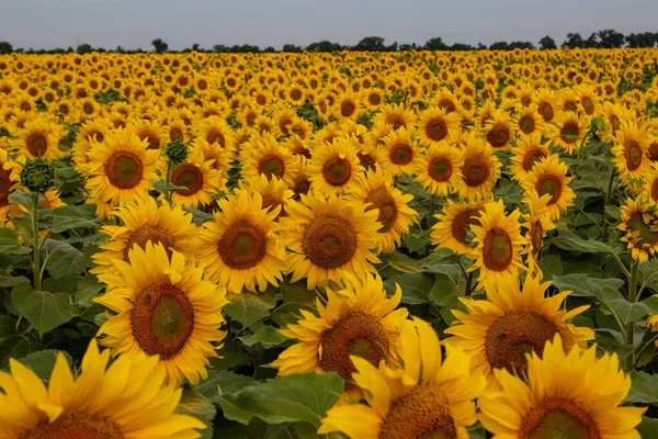 Ayçiçeği (Helianthus annuus) çiçeği. Çiçek açmadan önce, ayçiçeği bitkileri fotosentez için daha fazla güneş ışığı elde etmek amacıyla gün boyunca güneşe doğru eğilirler..
