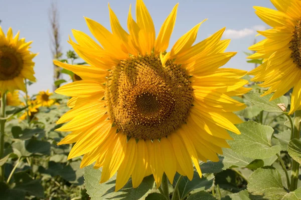 Floração Girassol Helianthus Annuus Antes Florescer Plantas Girassol Inclinar Durante — Fotografia de Stock