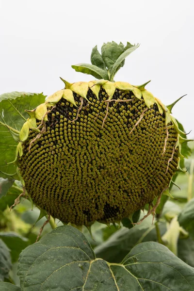 Ayçiçeği (Helianthus annuus) çiçeği. Çiçek açmadan önce, ayçiçeği bitkileri fotosentez için daha fazla güneş ışığı elde etmek amacıyla gün boyunca güneşe doğru eğilirler..