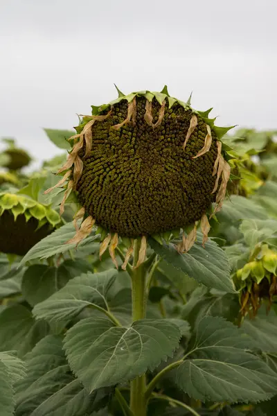 Floração Girassol Helianthus Annuus Antes Florescer Plantas Girassol Inclinar Durante — Fotografia de Stock