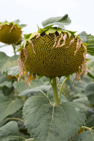 Ayçiçeği (Helianthus annuus) çiçeği. Çiçek açmadan önce, ayçiçeği bitkileri fotosentez için daha fazla güneş ışığı elde etmek amacıyla gün boyunca güneşe doğru eğilirler..