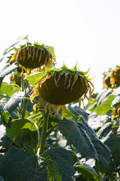Ayçiçeği (Helianthus annuus) çiçeği. Çiçek açmadan önce, ayçiçeği bitkileri fotosentez için daha fazla güneş ışığı elde etmek amacıyla gün boyunca güneşe doğru eğilirler..